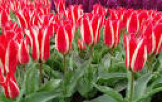 images-20