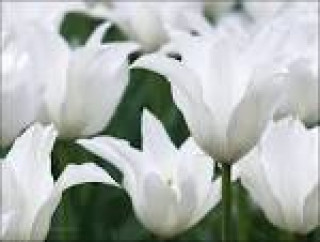 images-26