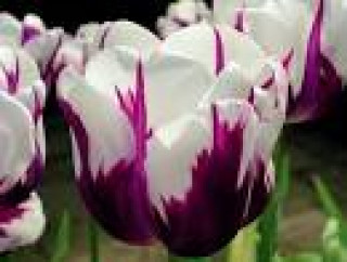images-27