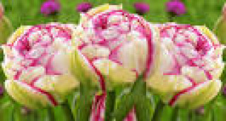 images-28