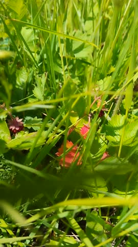 VID_20250625_124401