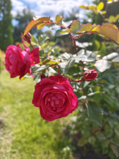 IMG_20260829_120453