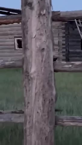 якут_vs_медведь