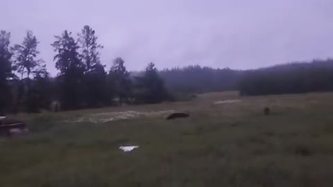 _медведь_в_деревне