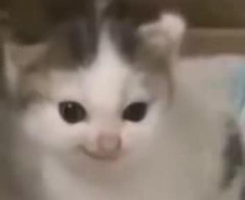 German_Cat