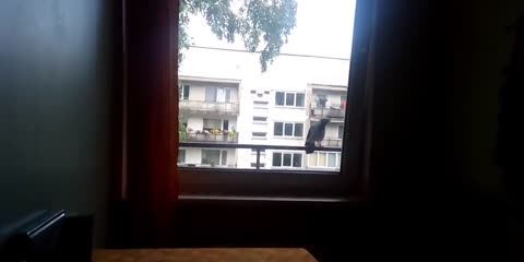 Ворона не в настроении