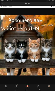 -Котики-