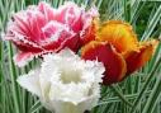 images-29