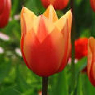 images-4
