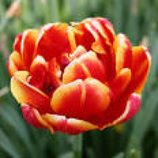 images-5