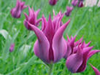 images-6