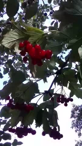 селожиття_красота_релакс_природа