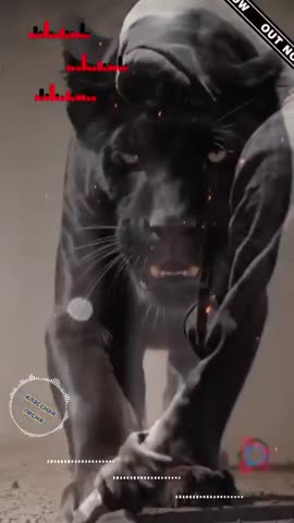 video_17038335612396