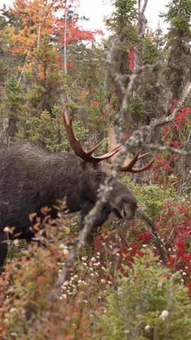 allagash_antlers_1791737158802