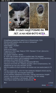 -15193-Память-кота-