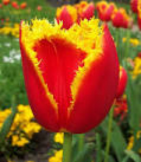 images-8