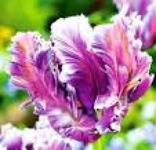 images-9