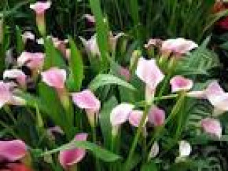 images-1