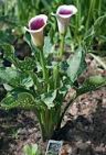 images-10