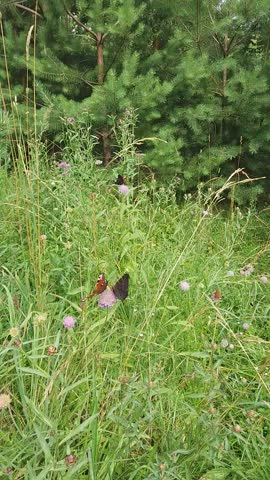 На Природе [Поселок Зеленый 160718]