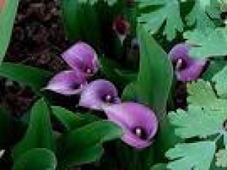 images-11