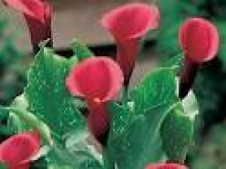 images-12