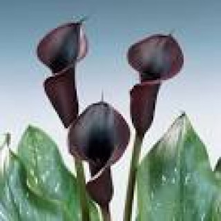 images-13