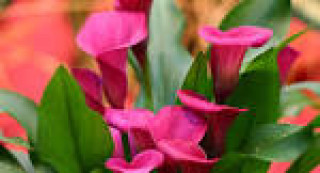 images-16