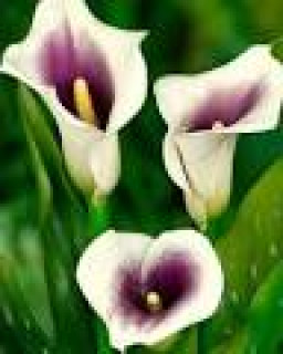 images-17