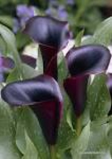 images-19