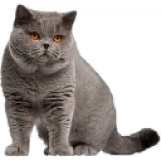 Котяра