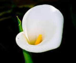 images-4