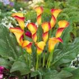 images-5