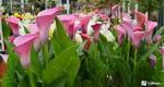 images-7