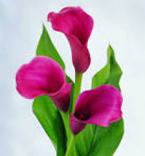 images-8