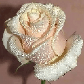 Роза0