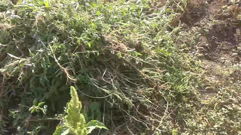 VIDEO_20180806_081008
