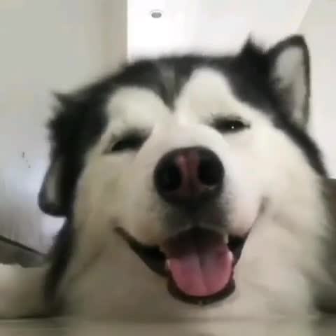 Хаски_танцует_ушами__480_X_480_