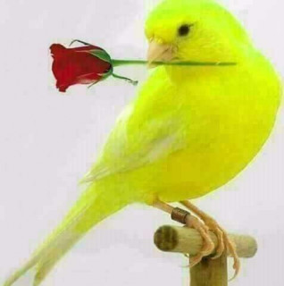 29356436_1874116309545233_7643254703112176497_n