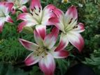 images-1