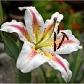 images-10
