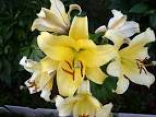 images-11