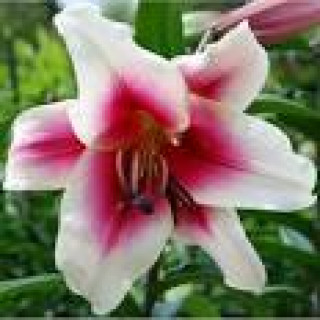 images-12