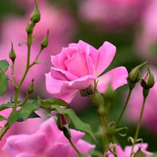 13567447_803994033034241_4989183697565681090_n