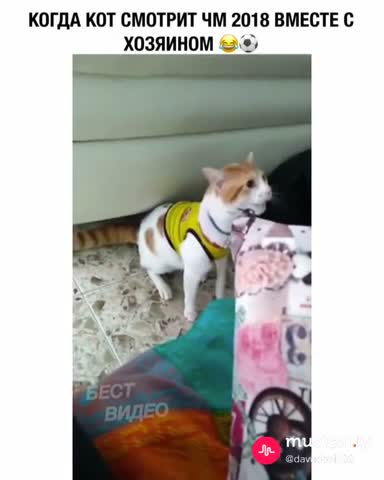 VID-20180826-WA0001