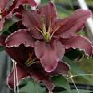 images-14