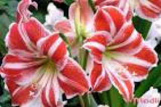 images-15