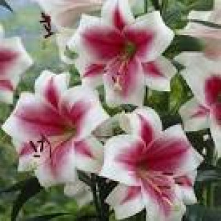 images-17