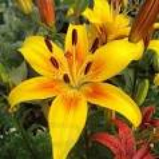 images-19