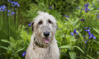 Irish-Wolfhound-Awesome-Wallpapers-animalplahd__